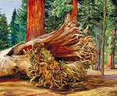 A Fallen Giant Calaveras Grove California 1875 By Marianne North