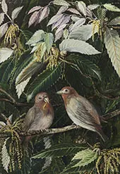 A Himalayan Oak and Birds Nainee Tal India By Marianne North