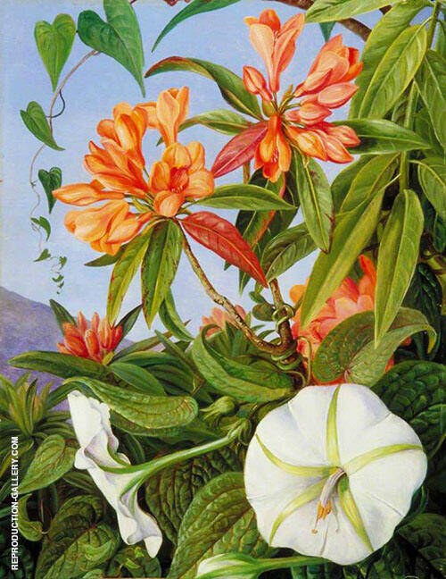 A Javan Rhododendron and Ipomoea 1876 | Oil Painting Reproduction
