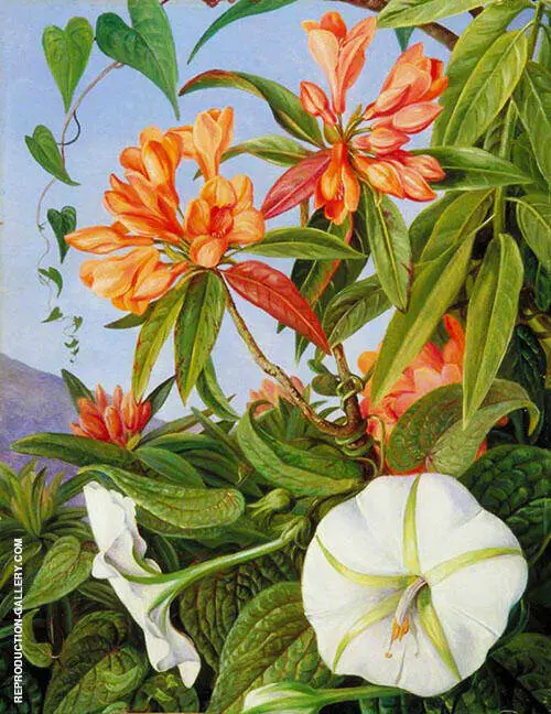 A Javan Rhododendron and Ipomoea 1876 By Marianne North