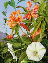 A Javan Rhododendron and Ipomoea 1876 By Marianne North