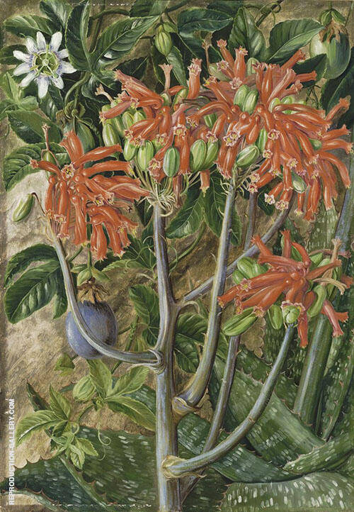 Aloe and Passionflower South Africa | Oil Painting Reproduction