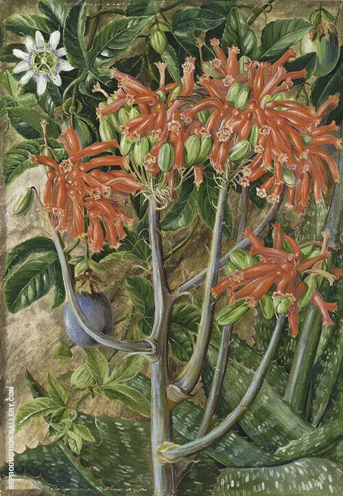 Aloe and Passionflower South Africa By Marianne North