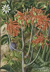 Aloe and Passionflower South Africa By Marianne North