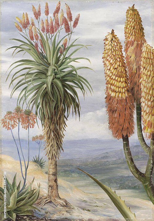 Aloes at Natal by Marianne North | Oil Painting Reproduction