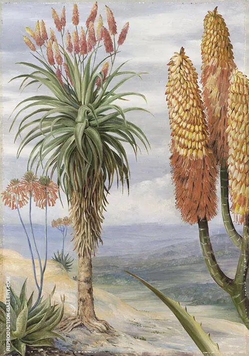 Aloes at Natal By Marianne North