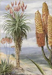 Aloes at Natal By Marianne North