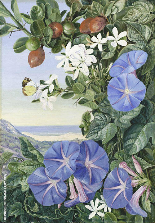 Amatungula in Flower and Fruit and Blue Ipomoea South Africa | Oil Painting Reproduction