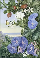 Amatungula in Flower and Fruit and Blue Ipomoea South Africa By Marianne North