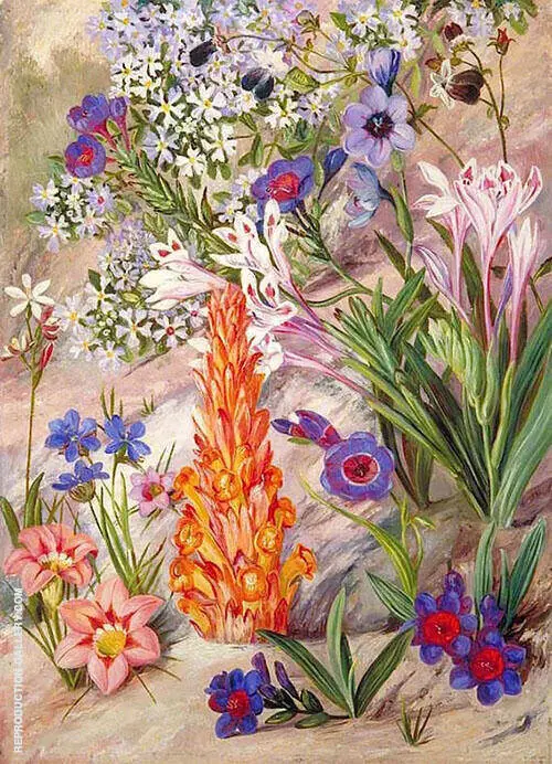 A Medley from Groot Post South Afric By Marianne North