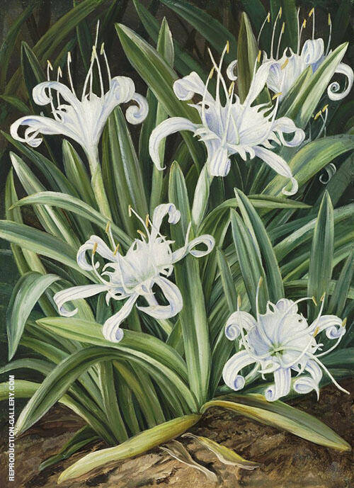 An Asiatic Pancratium Colonised in The Seychelles | Oil Painting Reproduction