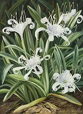 An Asiatic Pancratium Colonised in The Seychelles By Marianne North