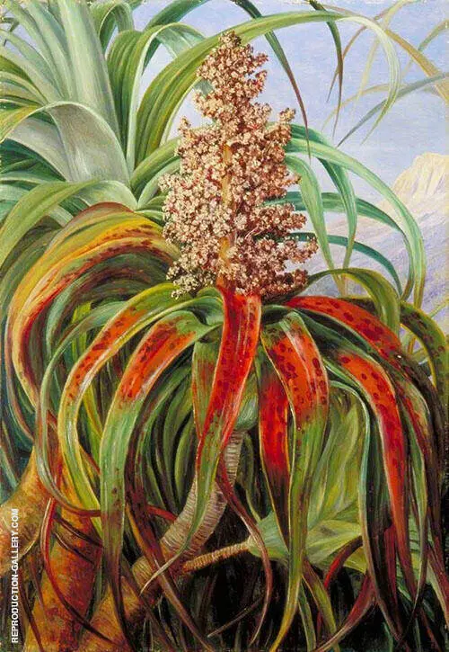 A New Zealand Dracophyllum 1880 By Marianne North