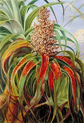 A New Zealand Dracophyllum 1880 By Marianne North