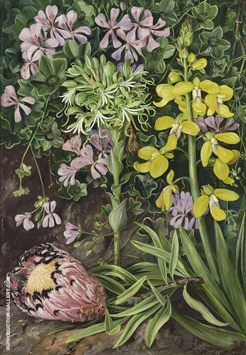 An Old Friend and Its Associates in South Africa By Marianne North