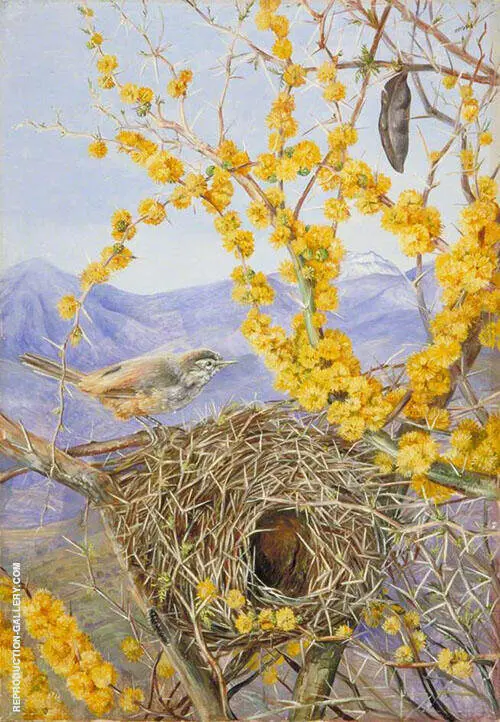 Armed Bird's Nest in Acacia Bush Chili 1880 By Marianne North