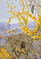 Armed Bird's Nest in Acacia Bush Chili 1880 By Marianne North