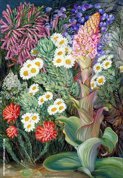 A Selection of Flowers from Table Mountain Cape of Good Hope | Oil Painting Reproduction