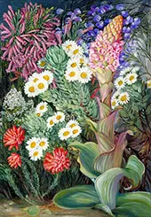 A Selection of Flowers from Table Mountain Cape of Good Hope By Marianne North