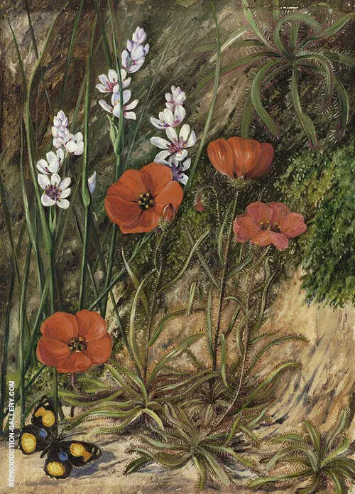 A South African Sundew and Associate By Marianne North