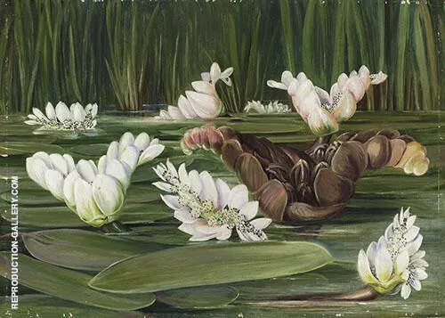 A South African Water Plant in Flower and Fruit By Marianne North