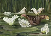A South African Water Plant in Flower and Fruit By Marianne North