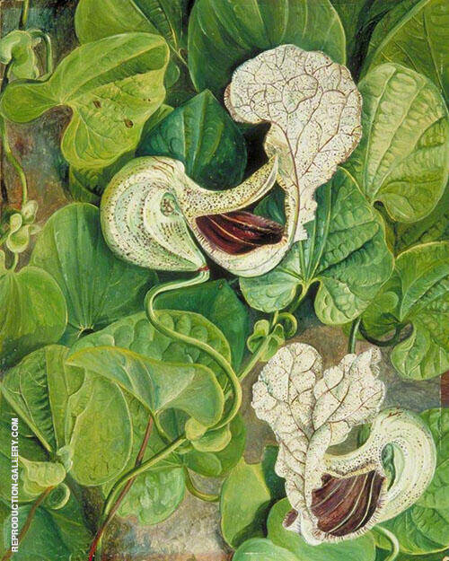 A Tall Brazilian Climbe 1880 by Marianne North | Oil Painting Reproduction