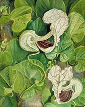 A Tall Brazilian Climbe 1880 By Marianne North