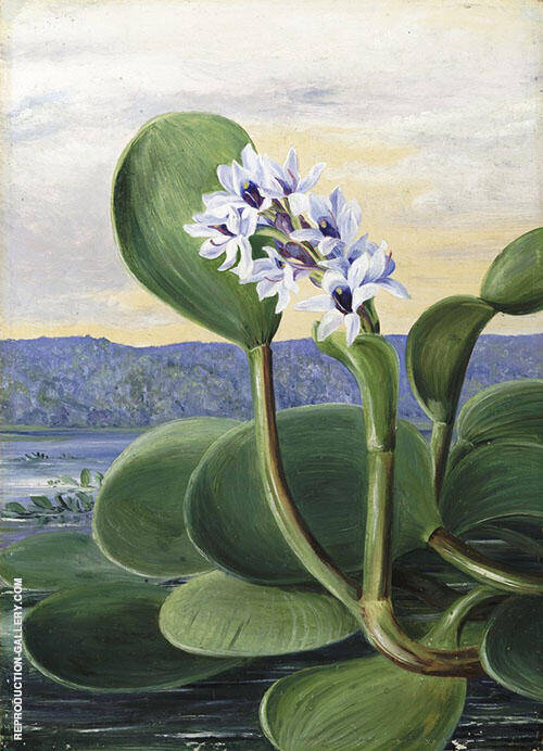 A Tropical American Water Plant | Oil Painting Reproduction