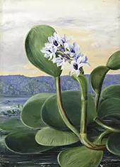 A Tropical American Water Plant By Marianne North