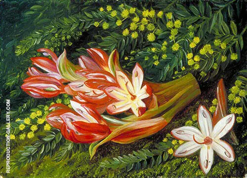 Australian Spear Lily and an Acacia 1880 By Marianne North