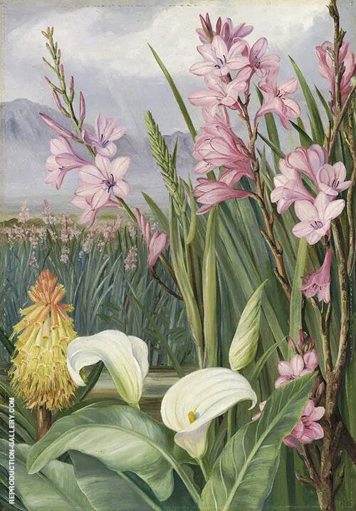 Beauties of The Swamps at Tulbagh South Africa By Marianne North