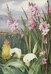 Beauties of The Swamps at Tulbagh South Africa By Marianne North