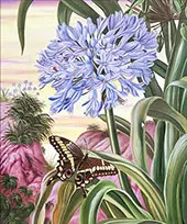 Blue Lily and Large Butterfly By Marianne North