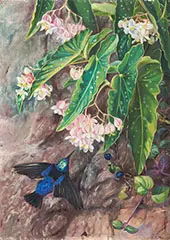 Brazilian Flowers 1880 By Marianne North