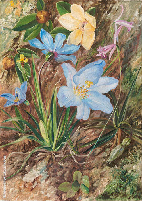 Brazilian Wild Flowers 1880 by Marianne North | Oil Painting Reproduction