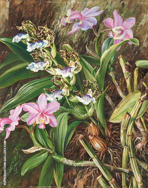 Brazilian Orchids 1880 by Marianne North | Oil Painting Reproduction