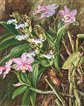 Brazilian Orchids 1880 By Marianne North