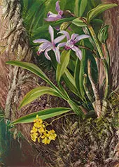 Brazilian Orchids and Other Epiphytes 1880 By Marianne North