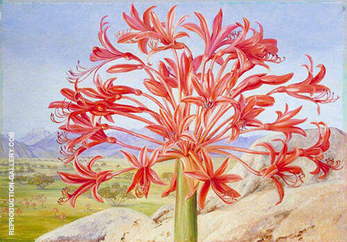 Brunsvigia Multiflora Near Queenstown South Africa | Oil Painting Reproduction