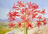 Brunsvigia Multiflora Near Queenstown South Africa By Marianne North