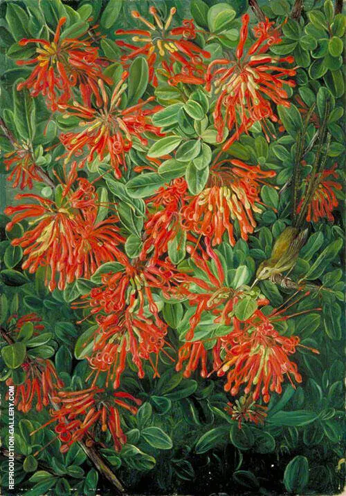 Burning Bush and Emu Wean of Chili 1880 By Marianne North