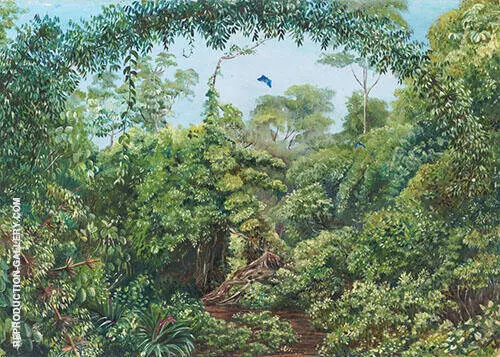 Butterflies Road Through Gongo Forest Brazil 1880 By Marianne North