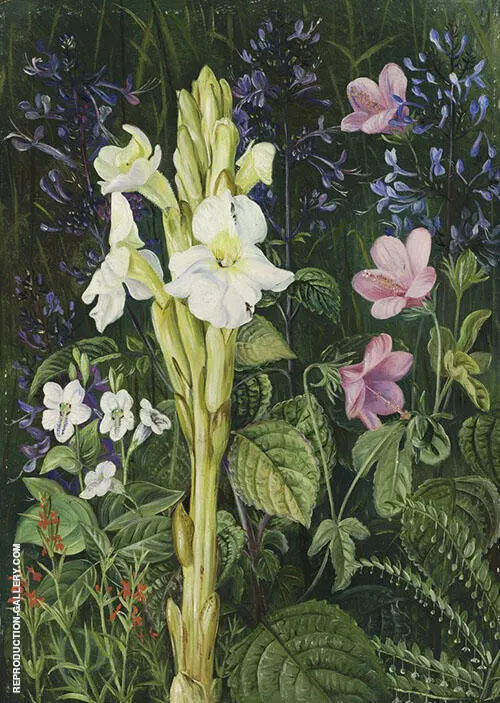 Cape Colours By Marianne North