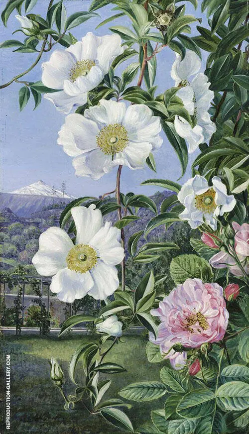 Cherokee Rose with The Peak of Teneriffe in The Distance By Marianne North