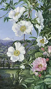 Cherokee Rose with The Peak of Teneriffe in The Distance By Marianne North