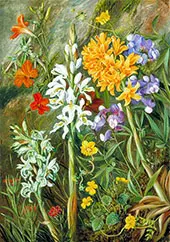 Chilean Ground Orchids and Other Flowers 1880 By Marianne North