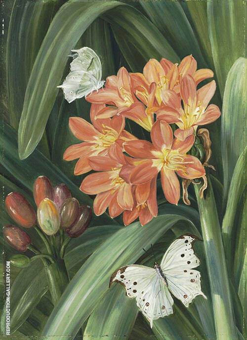 Clivia Miniata and Moths Natal | Oil Painting Reproduction