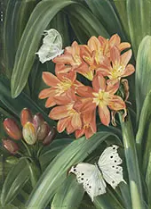 Clivia Miniata and Moths Natal By Marianne North