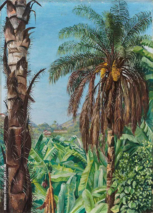 Cocoera Palms and Bananas Morro Velho Brazil 1880 By Marianne North
